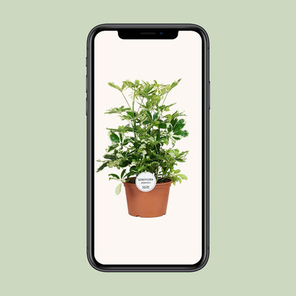 Schefflera Charlotte - Ø21cm - ↕55cm - Pflanzfix24