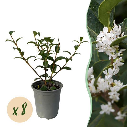 Pflanzfix24 - Osmanthus burkwoodii Heckenpflanzen - 8 Pflanzen - 1m - immergrün