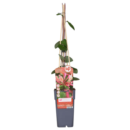 Lonicera periclymenum 'Belgica' - Ø15cm - ↕65cm - Pflanzfix24