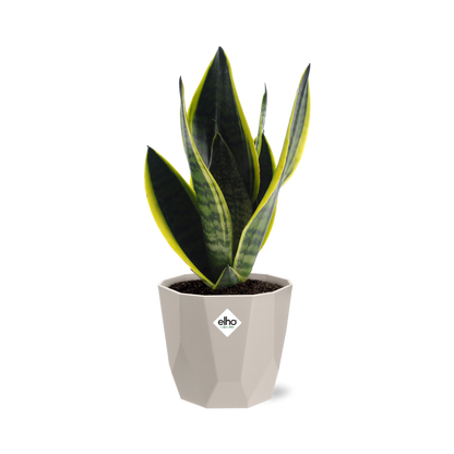 Sansevieria Futura Superba in ELHO b.for rock 14 cm warm grey - Pflanzfix24