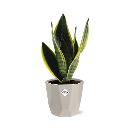 Sansevieria Futura Superba in ELHO b.for rock 14 cm warm grey - Pflanzfix24