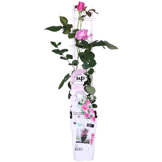 Rosa Crazy in love 'Pink' - Rosa Rose - Ø15cm - ↕65cm - Pflanzfix24
