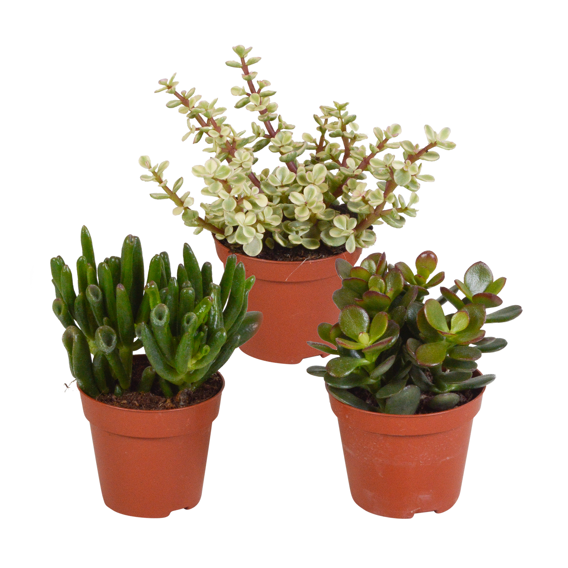 Crassula-Mix 8,5 cm - 3x - Pflanzfix24.de - Pflanzfix24.de