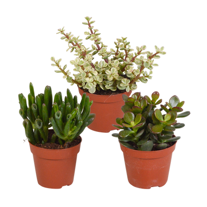 Crassula-Mix 8,5 cm - 3x - Pflanzfix24.de - Pflanzfix24.de