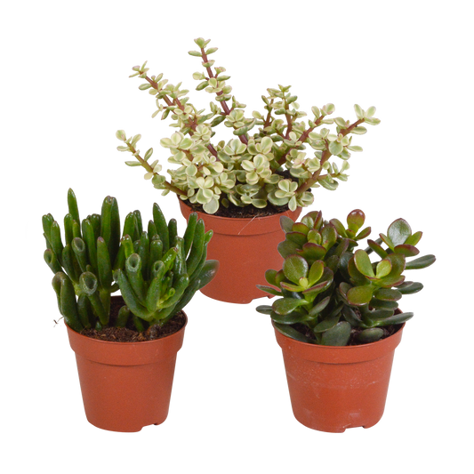 Crassula-Mix 8,5 cm - 3x - Pflanzfix24.de - Pflanzfix24.de