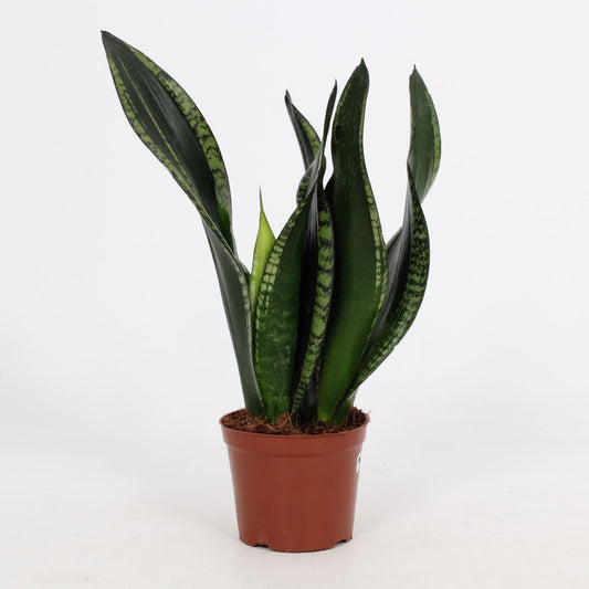 Sansevieria Whitney 12cm – Schwiegermutterzunge bei Pflanzfix24.de - Pflanzfix24.de