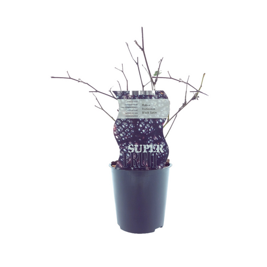 Rubus Black Satin (Dornenlose Brombeere) - Pflanzfix24