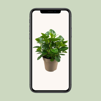 Peperomia Obtusifolia Green Gold - Ø15cm - ↕30cm - Pflanzfix24