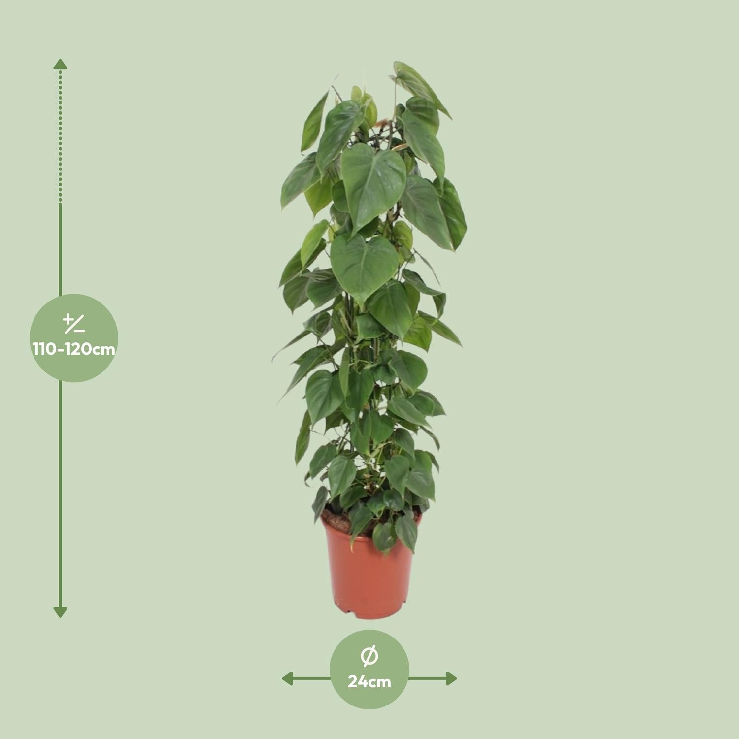 Philodendron Scandens 120cm Ø24cm – Große Zimmerpflanze | Pflanzfix24.de - Pflanzfix24.de
