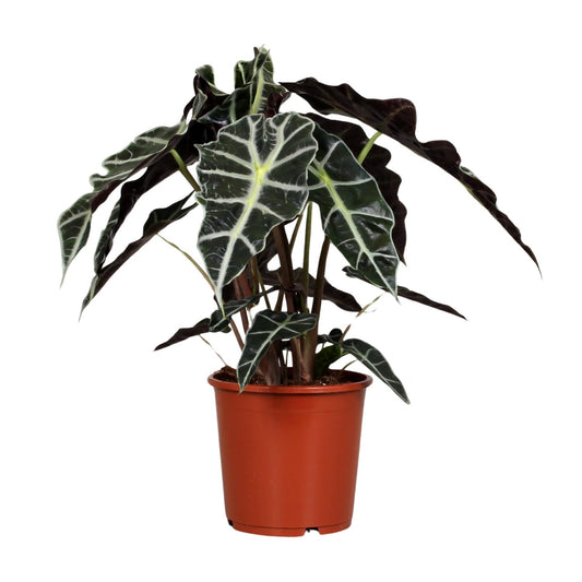 Alocasia Polly - Ø17cm - ↕45cm bei Pflanzfix24.de - Pflanzfix24.de