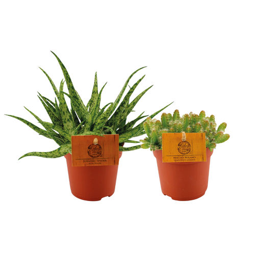 Aloe Spider/Hylocereus Undatus Duo - 2 Stücke - Pflanzfix24.de - Pflanzfix24.de