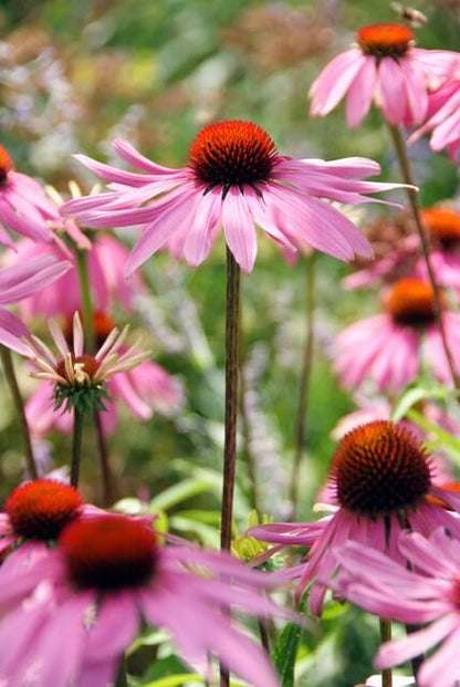 20x Echinacea purpurea 'Magnus' Ø9cm – Purpur-Sonnenhut bei Pflanzfix24