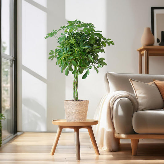 Schefflera Nora mit Korb Sofia – 70 cm – Pflanzfix24.de - Pflanzfix24.de