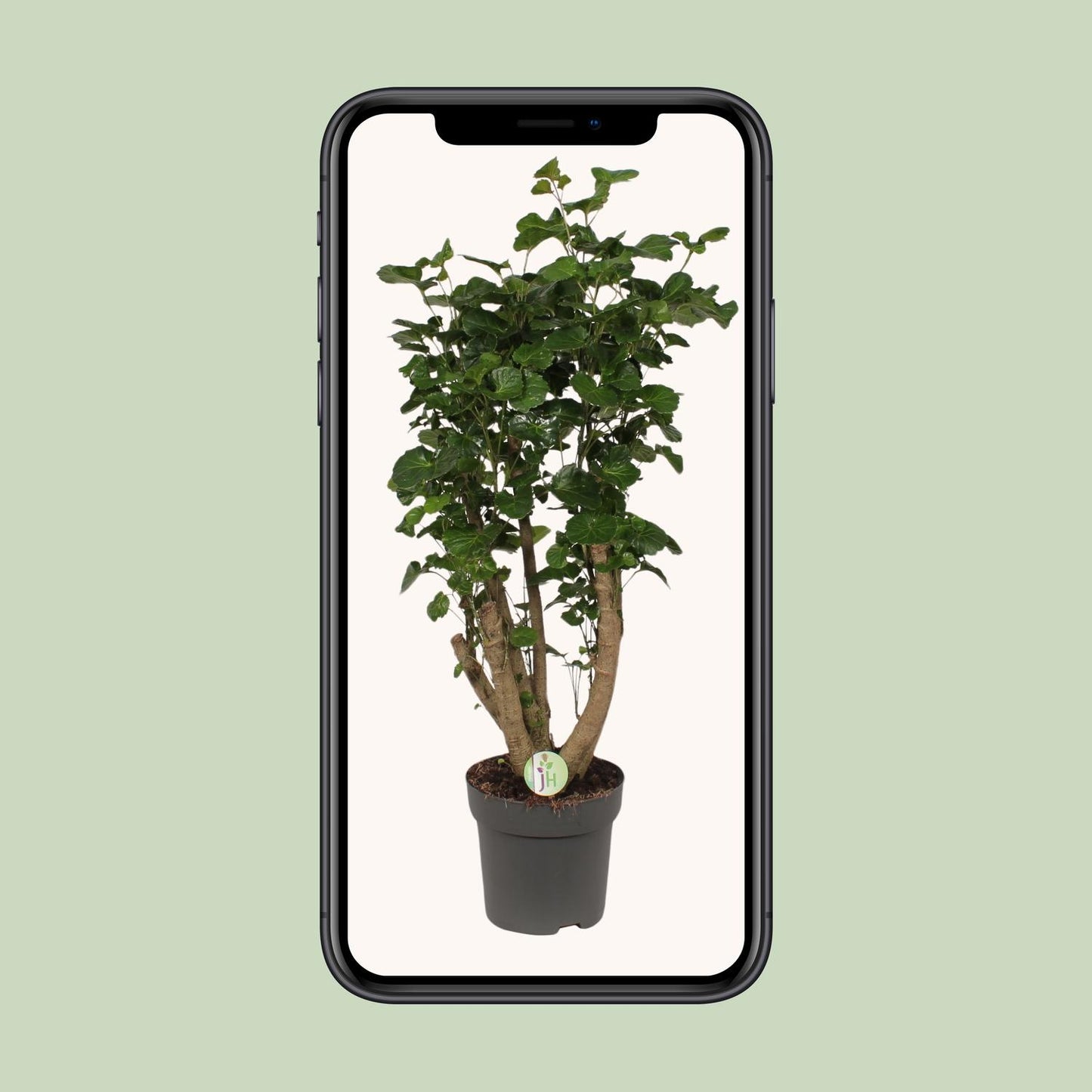 Polyscias Lemon - Ø24cm - ↕95cm - Pflanzfix24