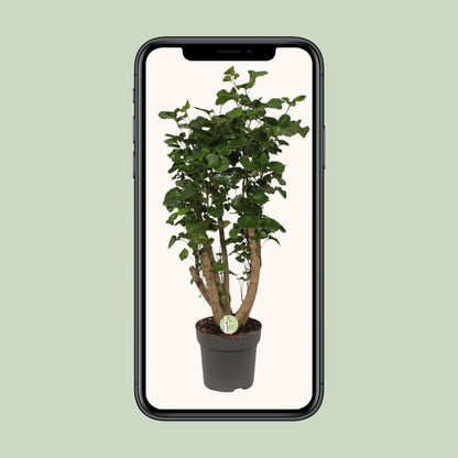 Polyscias Lemon - Ø24cm - ↕95cm - Pflanzfix24