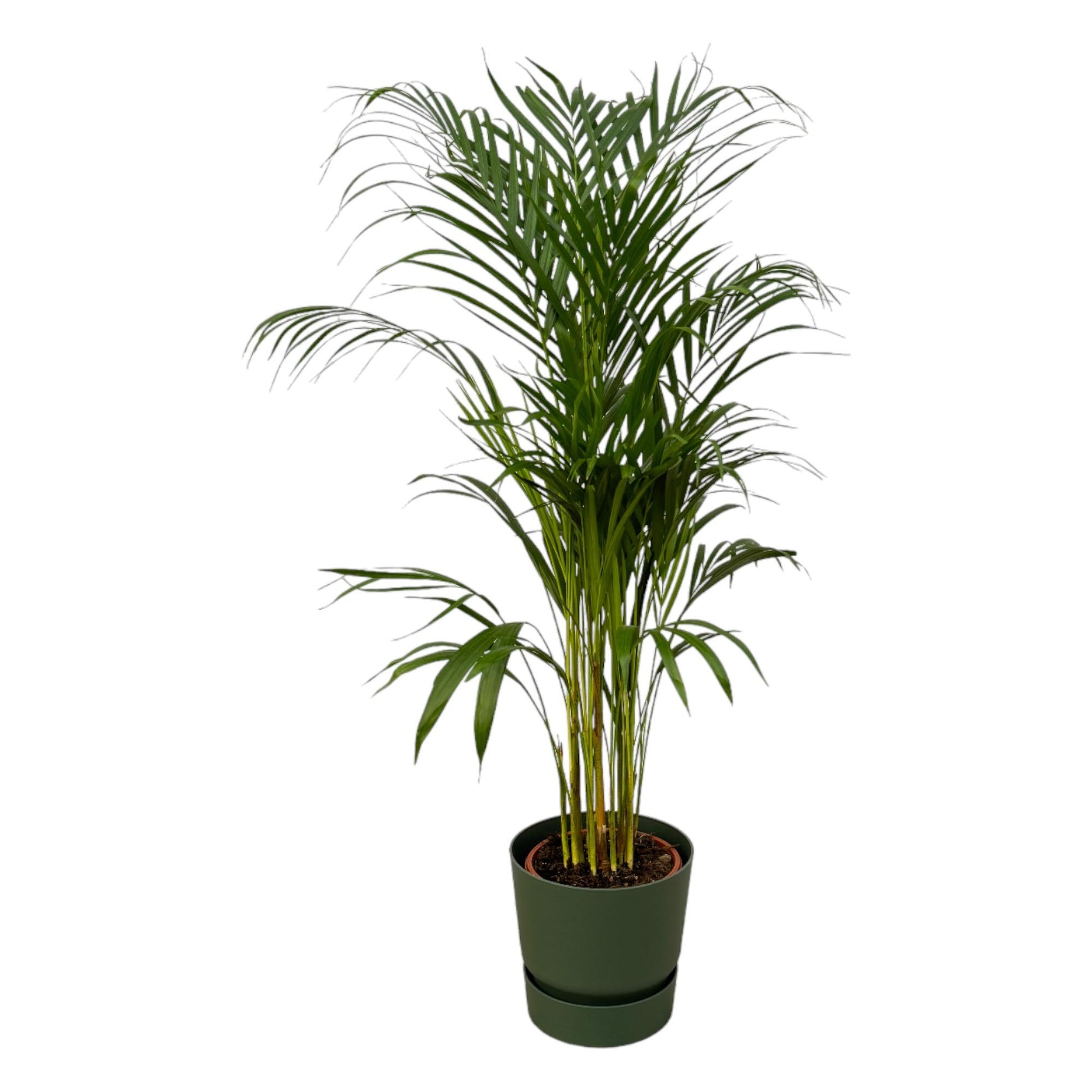 Areca Palm - 110cm - Ø21cm inkl. elho Greenville Round grün D24xH23 - Pflanzfix24.de - Pflanzfix24.de