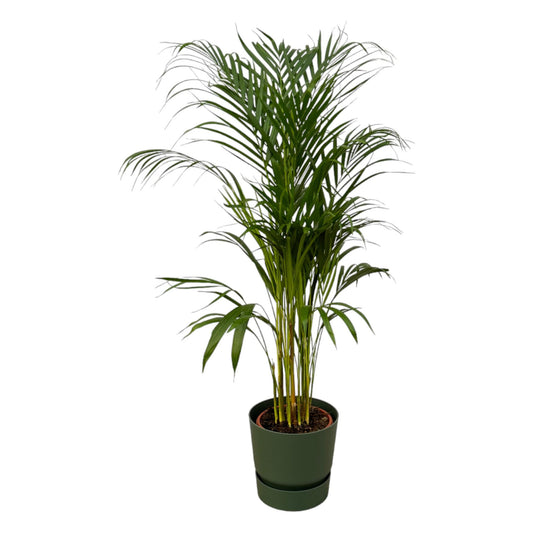 Areca Palm - 110cm - Ø21cm inkl. elho Greenville Round grün D24xH23 - Pflanzfix24.de - Pflanzfix24.de