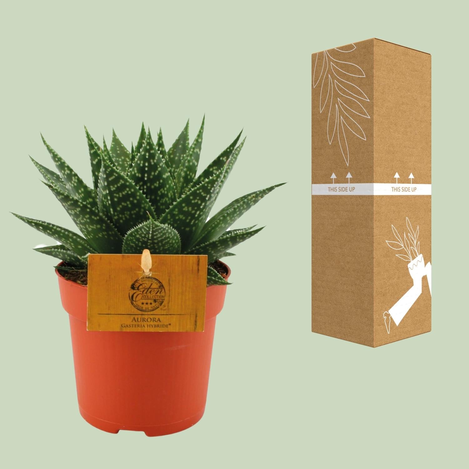 Gasteria Hybride Aurora - Ø11cm - Pflanzfix24.de - Pflanzfix24.de