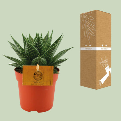 Gasteria Hybride Aurora - Ø11cm - Pflanzfix24.de - Pflanzfix24.de