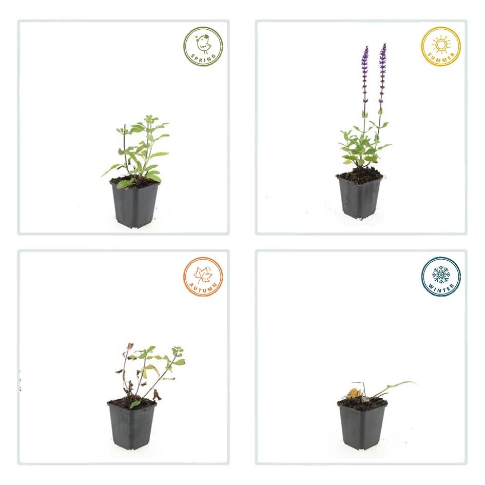 20x Salvia nem. 'Caradonna' - ↕10-25cm - Ø9cm - Pflanzfix24.de - Pflanzfix24.de
