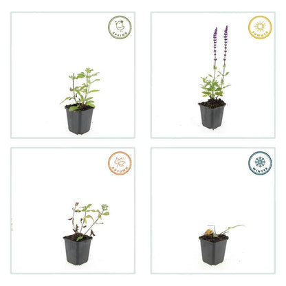 20x Salvia nem. 'Caradonna' - ↕10-25cm - Ø9cm - Pflanzfix24.de - Pflanzfix24.de