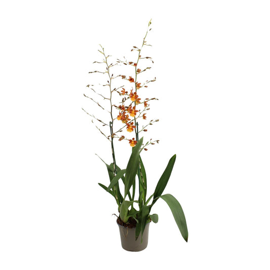 Catatante 2 Tak Toef 17 Cm - Ø17cm - ↕80cm - Pflanzfix24