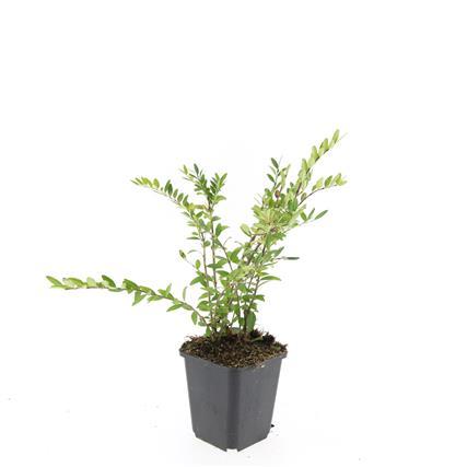 24x Lonicera pileata - ↕10-25cm - Ø9cm by Pflanzfix24