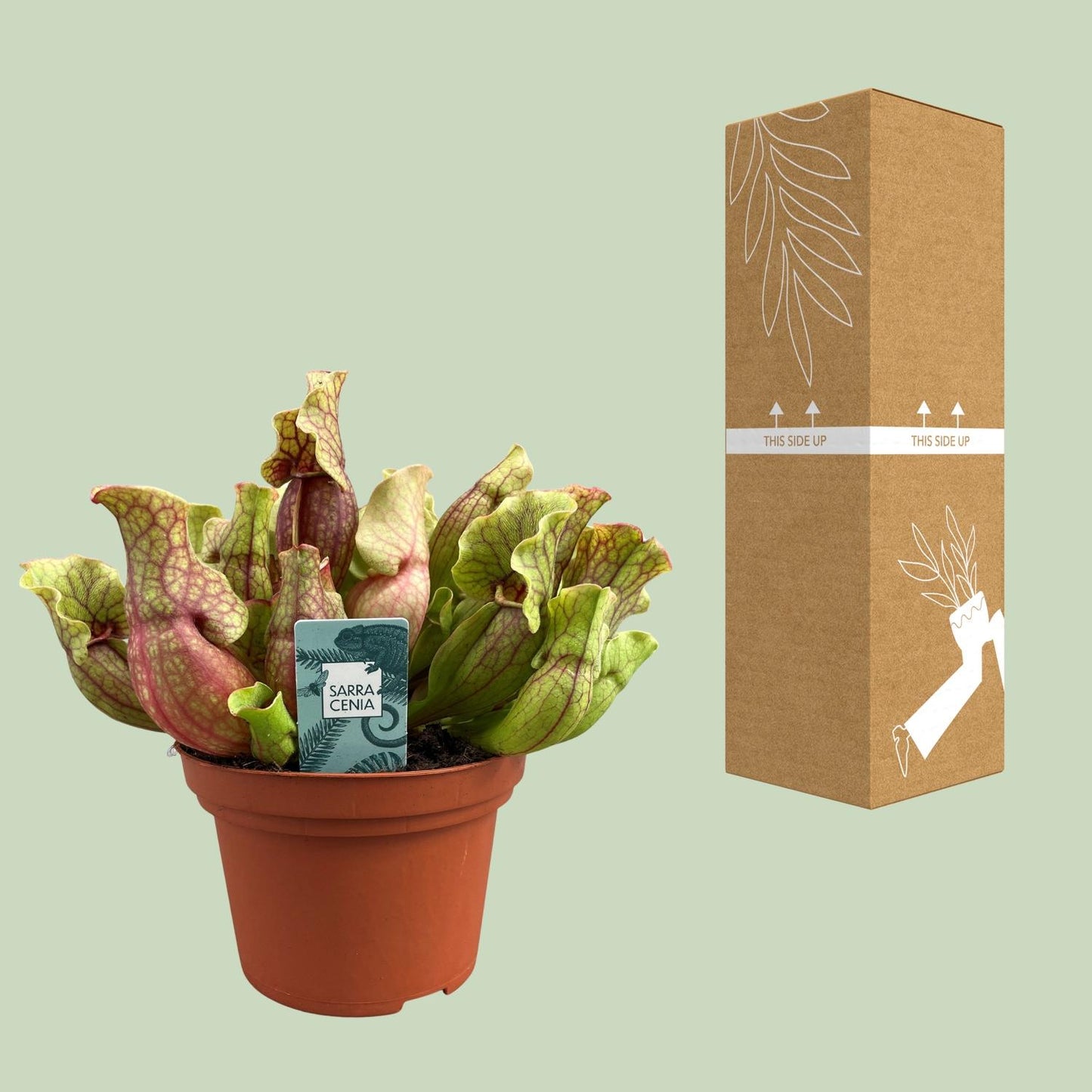 Sarracenia Purpurea - Ø12cm - ↕20cm bei Pflanzfix24