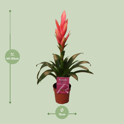 Tillandsia Ziva - Ø12cm - ↕50cm bei Pflanzfix24