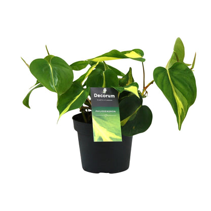Philodendron Brasil Scandens Ø12cm – Pflegeleichte Zimmerpflanze | Pflanzfix24.de - Pflanzfix24.de