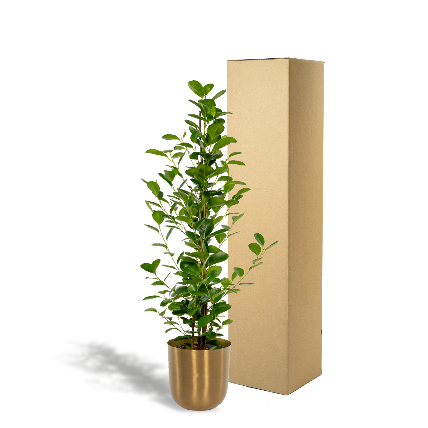 Ficus microcarpa Moclame - Ø21cm - Pflanzfix24