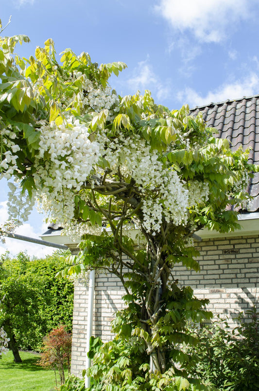 Wisteria floribunda 'Longissima Alba' Weißer Regen 65cm | Pflanzfix24.de - Pflanzfix24.de