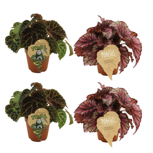 4er Set Begonia Rex Ferox & Lambada - Ø12cm - Pflanzfix24