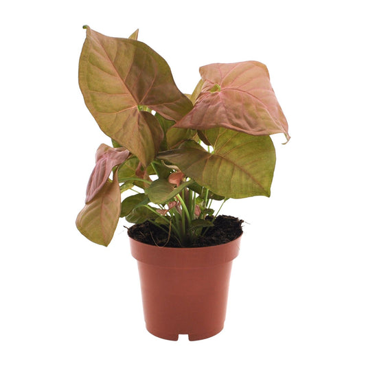 Syngonium Neon Ø12cm – Pfeilspitzenpflanze bei Pflanzfix24.de - Pflanzfix24.de