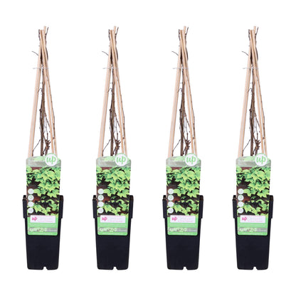 4x - Parthenocissus tricuspidata 'Veitch Boskoop' - Pflanzfix24