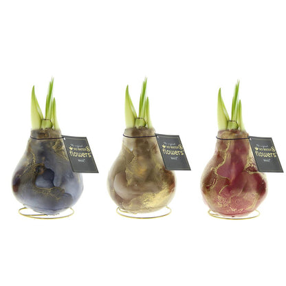 No Water Flowers® (wax amaryllis) | Univerz Jupiter Mix (3 pack) + Red flower - Pflanzfix24