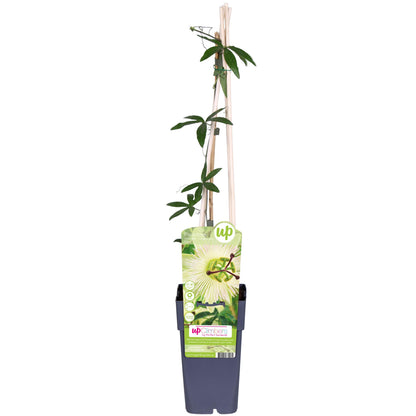 Passiflora Constance Elliot Weiß Ø15cm – Kletterpflanze | Pflanzfix24.de - Pflanzfix24.de