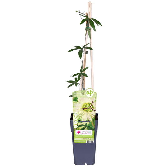 Passiflora Constance Elliot Weiß Ø15cm – Kletterpflanze | Pflanzfix24.de - Pflanzfix24.de