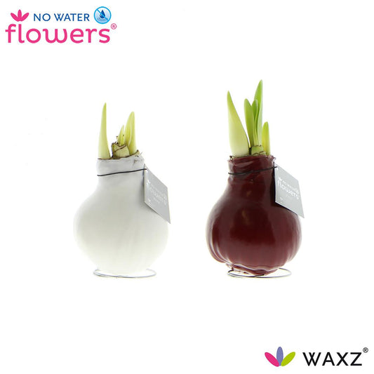No Water Flowers Waxz Colorz - 2 Stücke - Ø7 cm - ↕15 cm - Pflanzfix24
