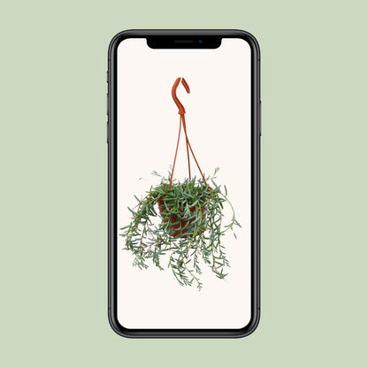 Senecio Hallianus - Ø12cm - ↕25cm - Pflanzfix24