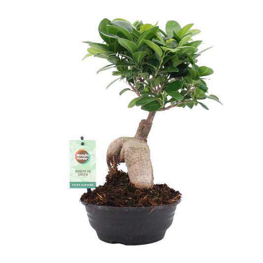 Ficus Ginseng - Ø16cm - ↕35cm - Pflanzfix24