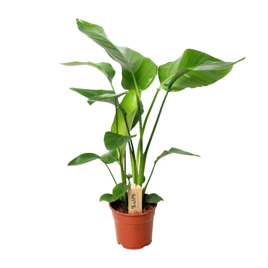 Strelitzia Nicolai - Ø17cm - ↕60cm - Pflanzfix24