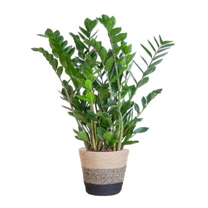 Zamioculcas mit Jutekorb Lissabon Schwarz – 80cm – Pflanzfix24.de - Pflanzfix24.de