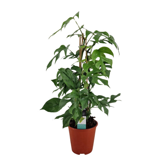 Philodendron Minima Pyramide - Ø19 ↕75 bei Pflanzfix24