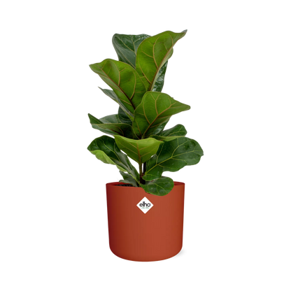 Ficus Lyrata 'Bambino' in ELHO b.for soft rond 14cm brique - Pflanzfix24