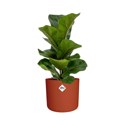 Ficus Lyrata 'Bambino' in ELHO b.for soft rond 14cm brique - Pflanzfix24