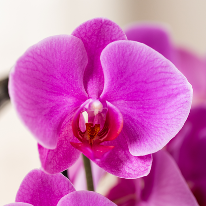 Phalaenopsis Orchidee Joyride - Mineral violett - 12 cm Topfgröße - Pflanzfix24