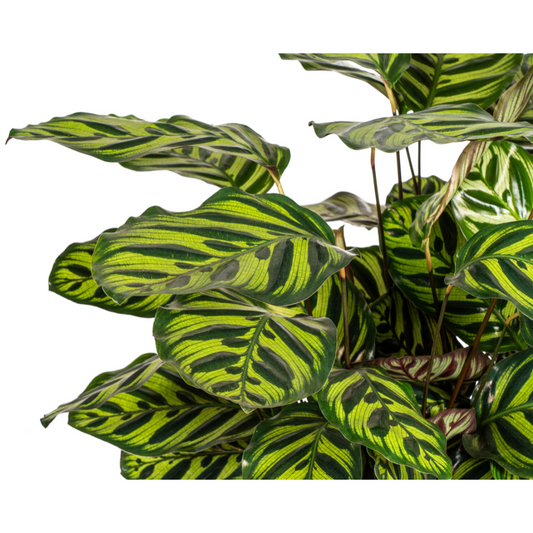 Calathea Makoyana Ø27cm - ↕60 - 80cm - Pflanzfix24.de - Pflanzfix24.de
