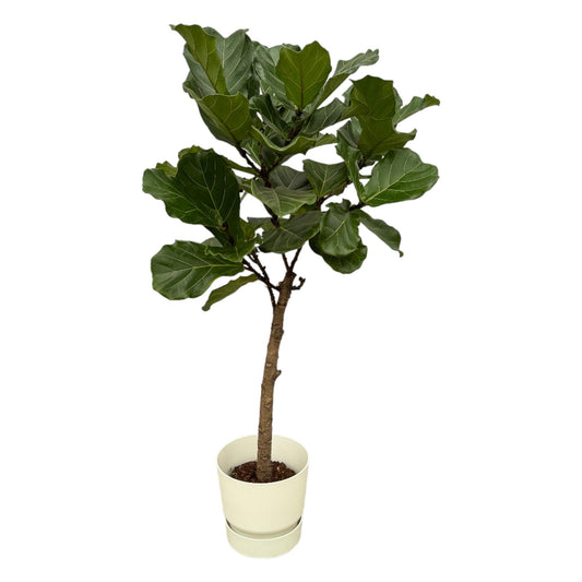 Ficus Lyrata stam inclusief elho Greenville Round wit - 160 cm - Ø30 - Pflanzfix24