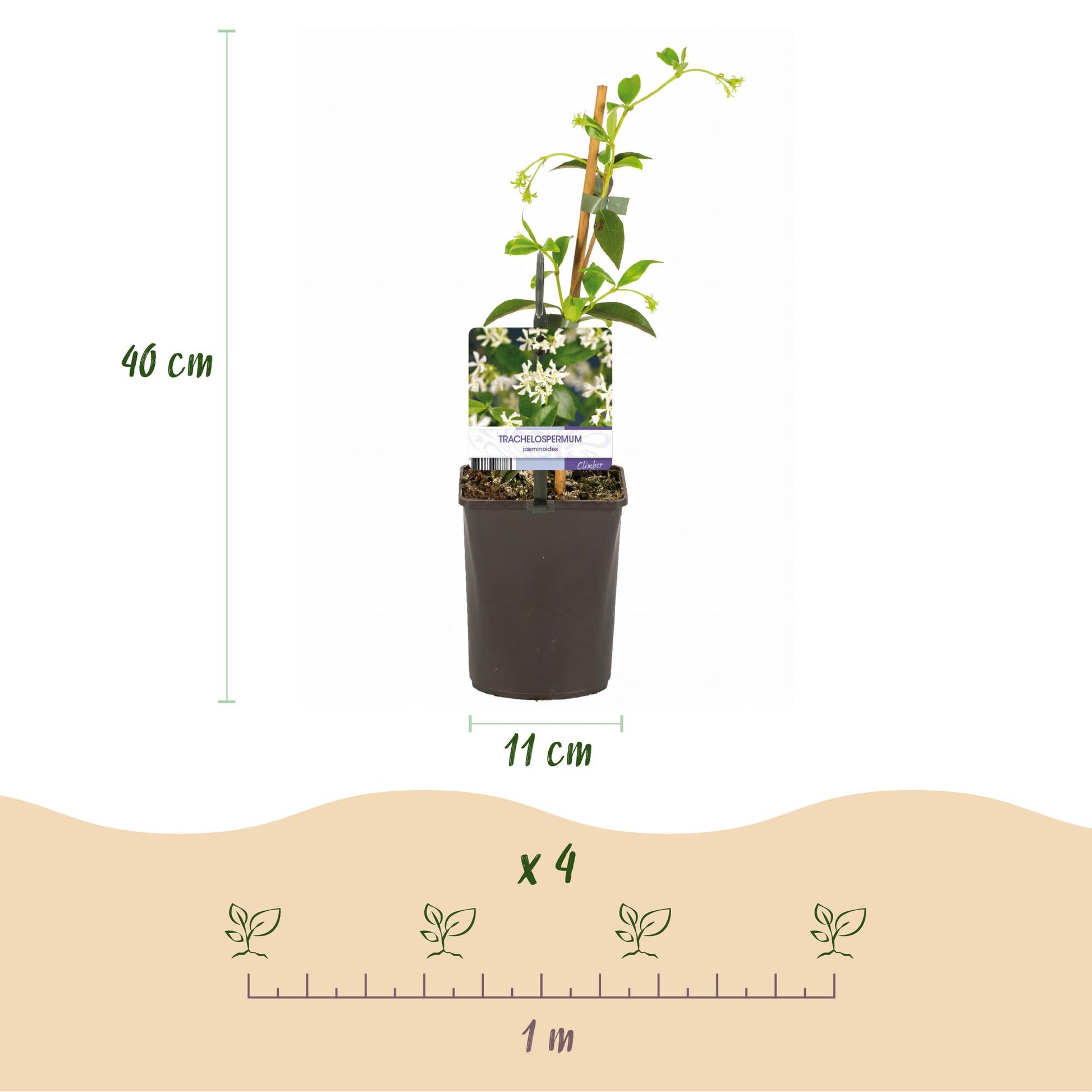 Pflanzfix24.de - Toskanischer Jasmin - Trachelospermum jasminoides - Immergrün - 2 Pflanzen - Pflanzfix24.de